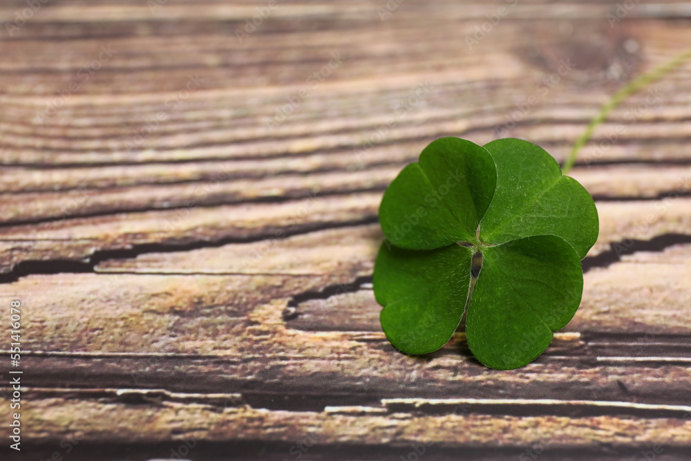 Beautiful green four leaf clover on wooden table. Space for text Beautiful green four leaf clover on wooden table. Space for text