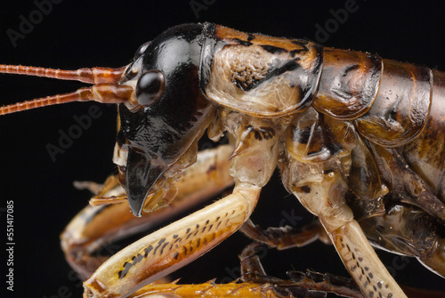 New Zealand insect known as a wētā in Maori photo