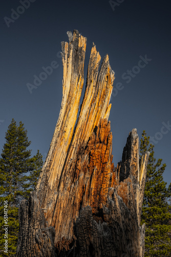 Dried Tree Stump Remians Glow In Morning Light photo