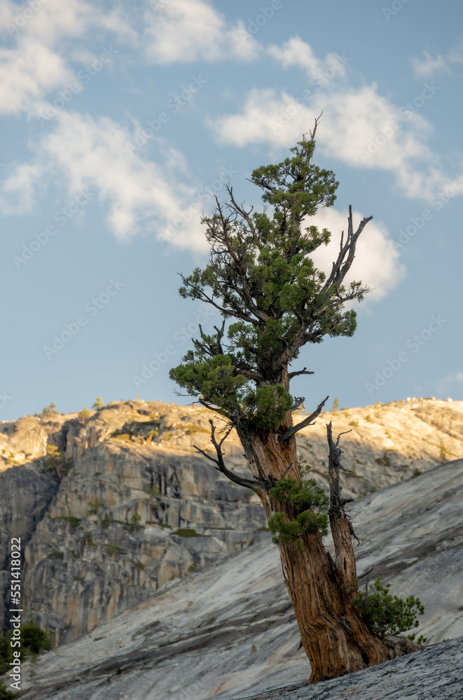 Foxtail Pine Leans Away from Granite Slab