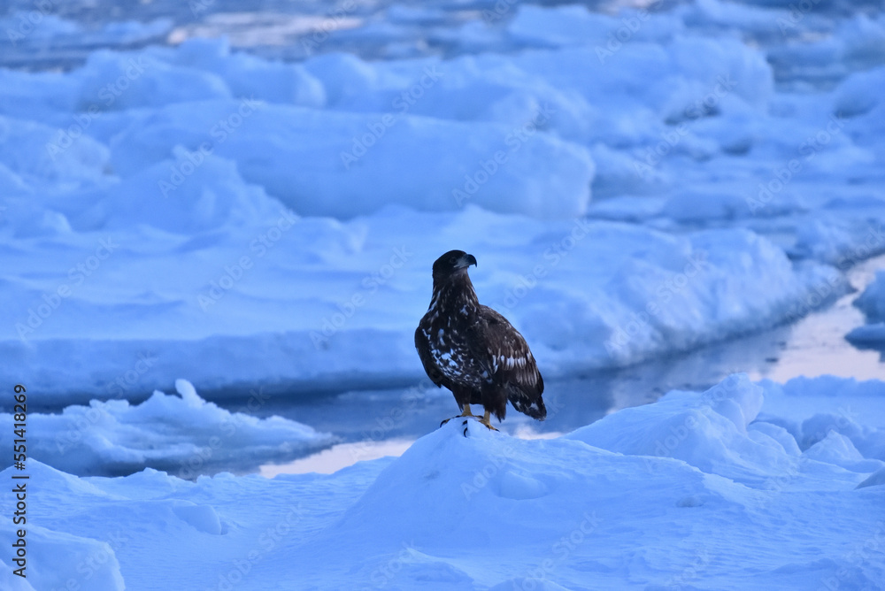 Bird watching with floating ices in winter Bird watching with floating ices in winter