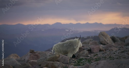 Mountain Goats in Rocky Mountains at Sunset
