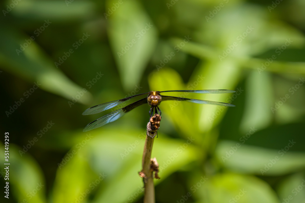 A widow skimmer dragonfly perched on a branch in a garden. A widow skimmer dragonfly perched on a branch in a garden.