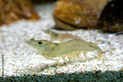 Vannamei shrimp, whiteleg shrimp, Pacific white shrimp or king prawn swimming in the aquarium tank