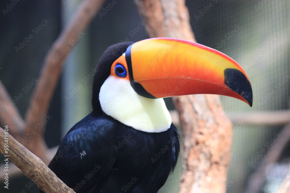 Fototapeta premium toucan