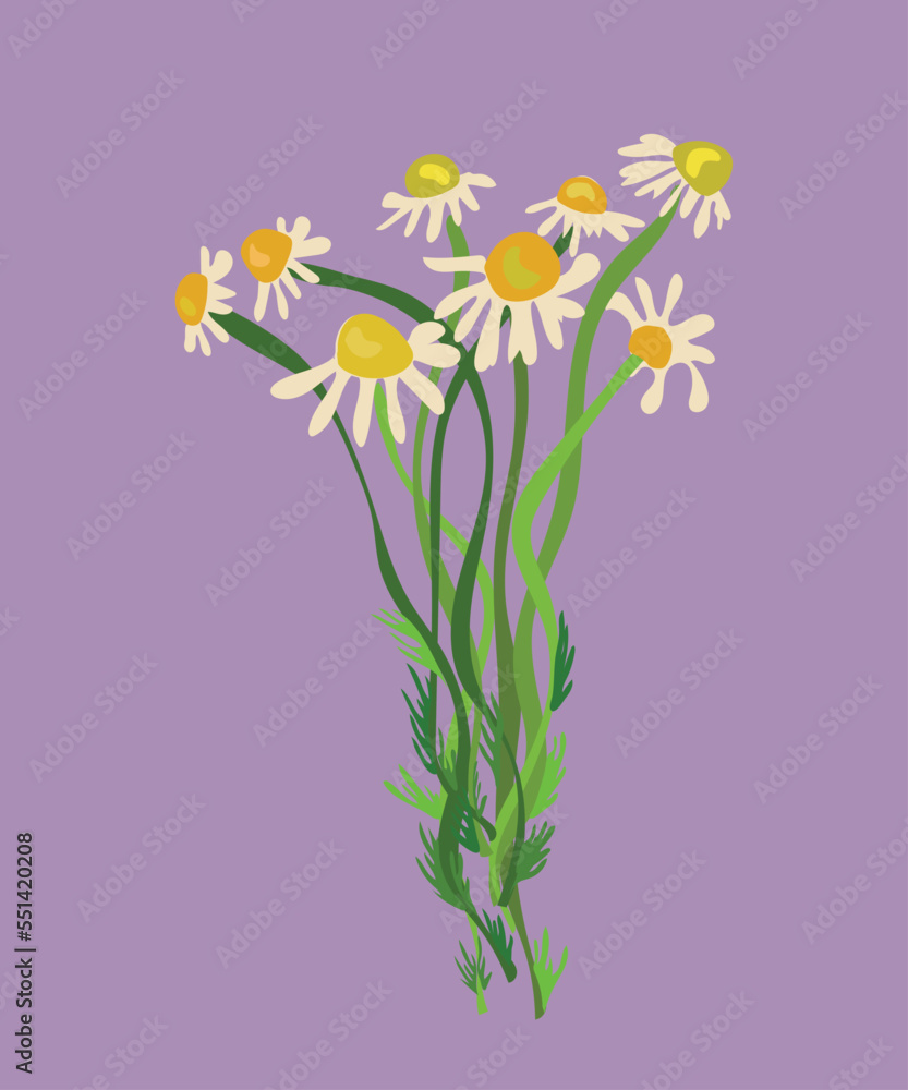 chamomile vector illustration