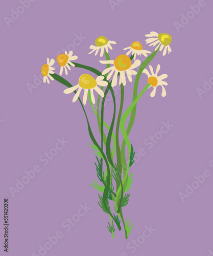 chamomile vector illustration