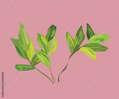 coca leaves vector illustration