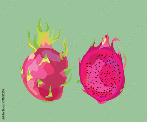 american beauty dragon fruit vector illustration