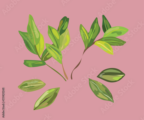 coca leaves illustration