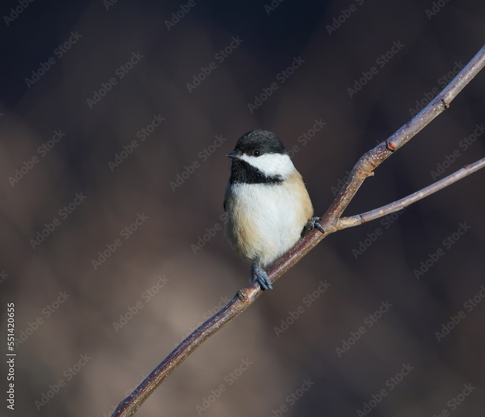black capped chickadee bird standing on the tree branch black capped chickadee bird standing on the tree branch