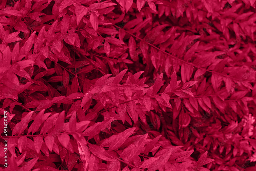 Viva magenta color leaf texture, nature monochrom background. Color of the year 2023 Viva magenta color leaf texture, nature monochrom background. Color of the year 2023