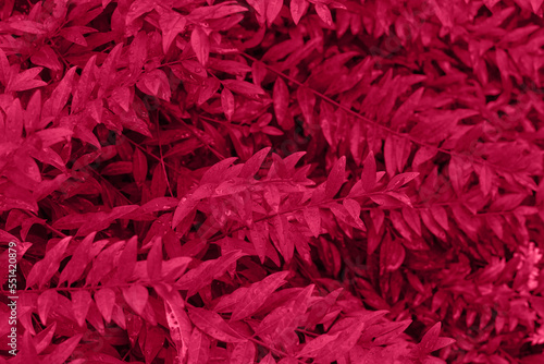 Viva magenta color leaf texture, nature monochrom background. Color of the year 2023