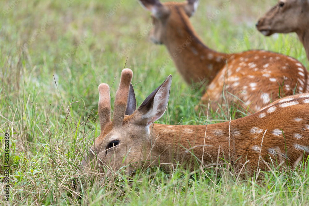 deer in the zoo deer in the zoo