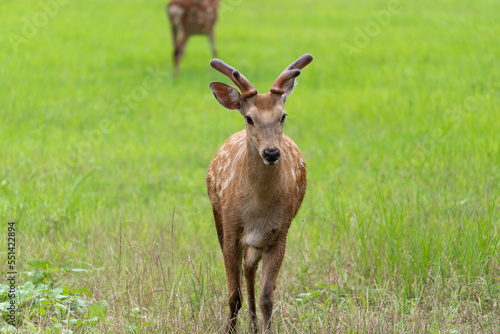 deer in the zoo