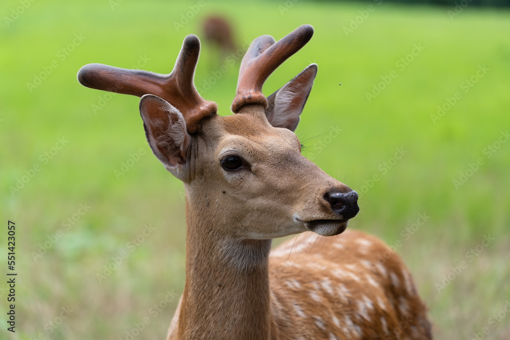 Obraz premium deer in the zoo