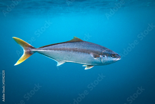 Yellowtail kingfish swimming in blue ocean water photo