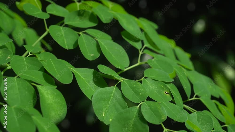 Green Moringa leaves are exposed to the morning sun. Green Moringa leaves are exposed to the morning sun.