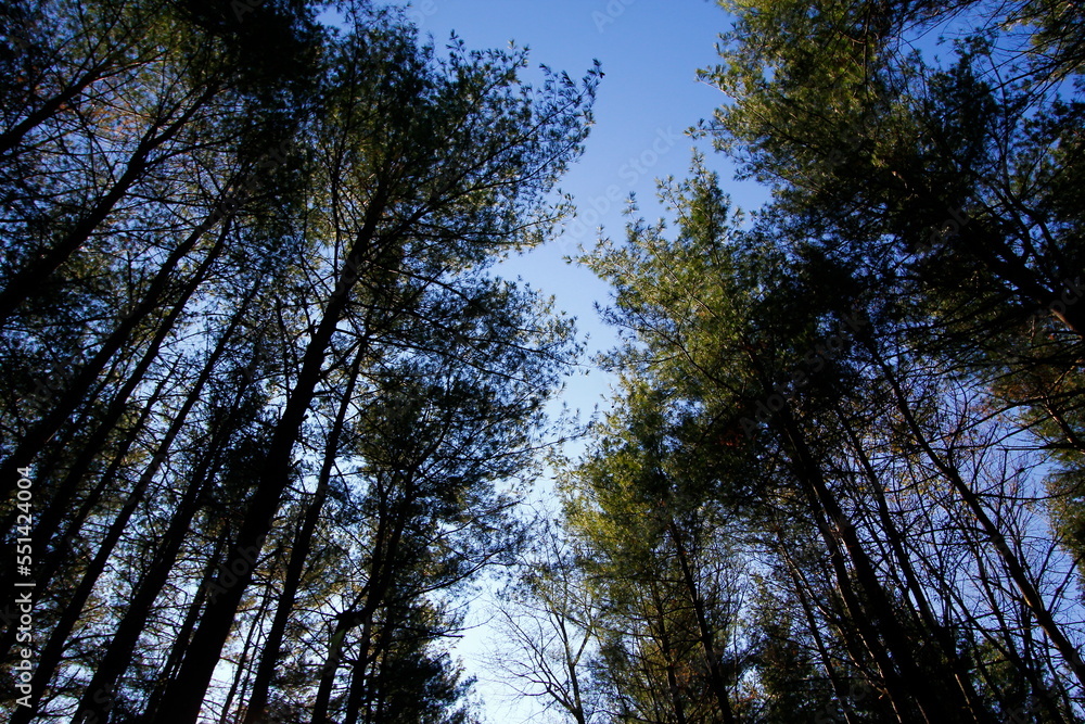 Tall Pines Area, Walnut Woods Metro Park, Groveport, Ohio Tall Pines Area, Walnut Woods Metro Park, Groveport, Ohio