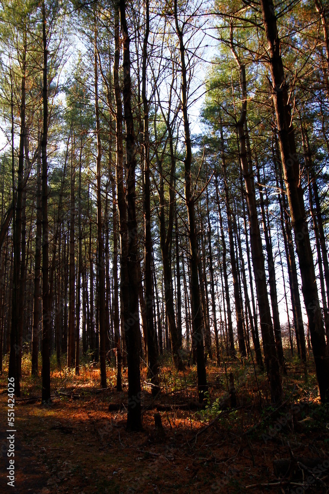 Tall Pines Area, Walnut Woods Metro Park, Groveport, Ohio