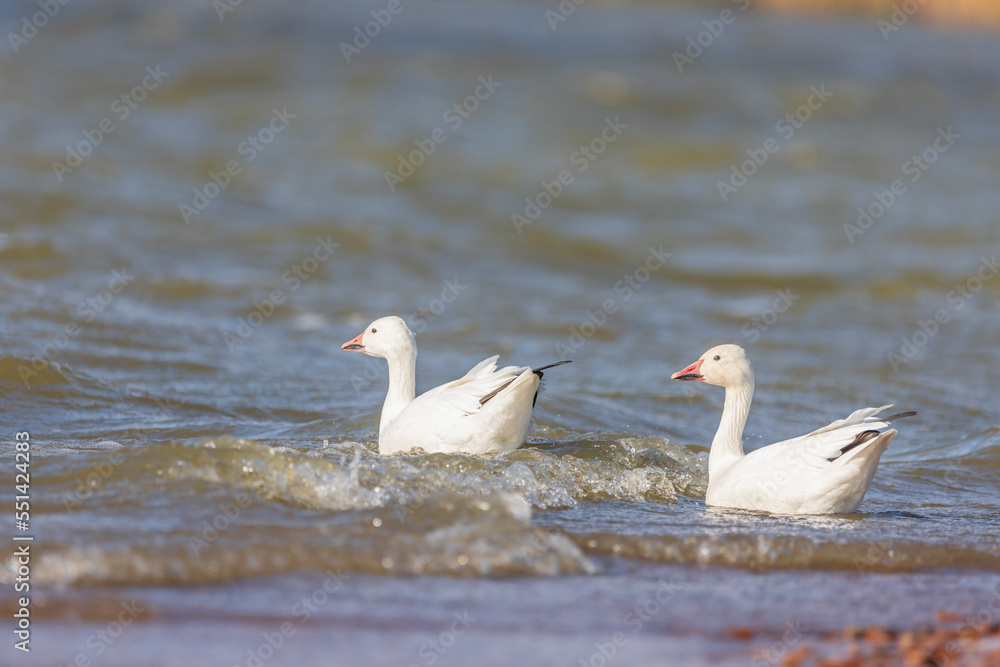 Snow goose - Anser caerulescens - snow goose is a species of goose native to North America. Both white and dark morphs exist, the latter often known as blue goose