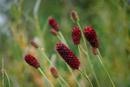 Beautiful red flower on green natural background. Macro. Sanguisorba officinalis. Plant close up.