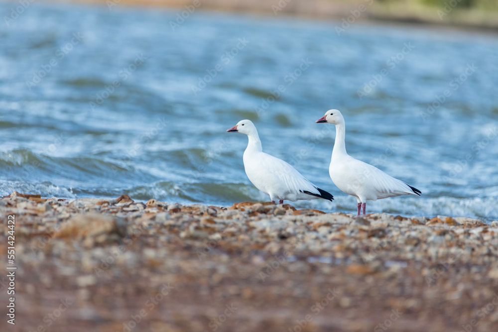 Obraz premium Snow goose - Anser caerulescens - snow goose is a species of goose native to North America. Both white and dark morphs exist, the latter often known as blue goose