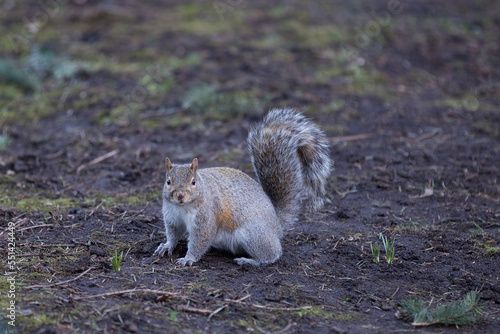 Chipmunk squirrel in the park © Alain Bechard