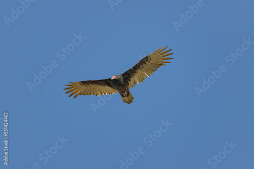 Turkey Vultures - Cathartes - large carrion-feeding birds in the New World vulture family © harshavardhan