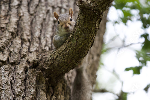 Grey squirrel on a tree branch. © Alain Bechard