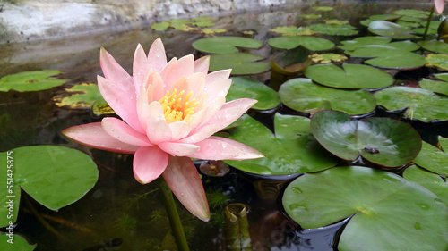 Lotus in a pond filled with lily pads