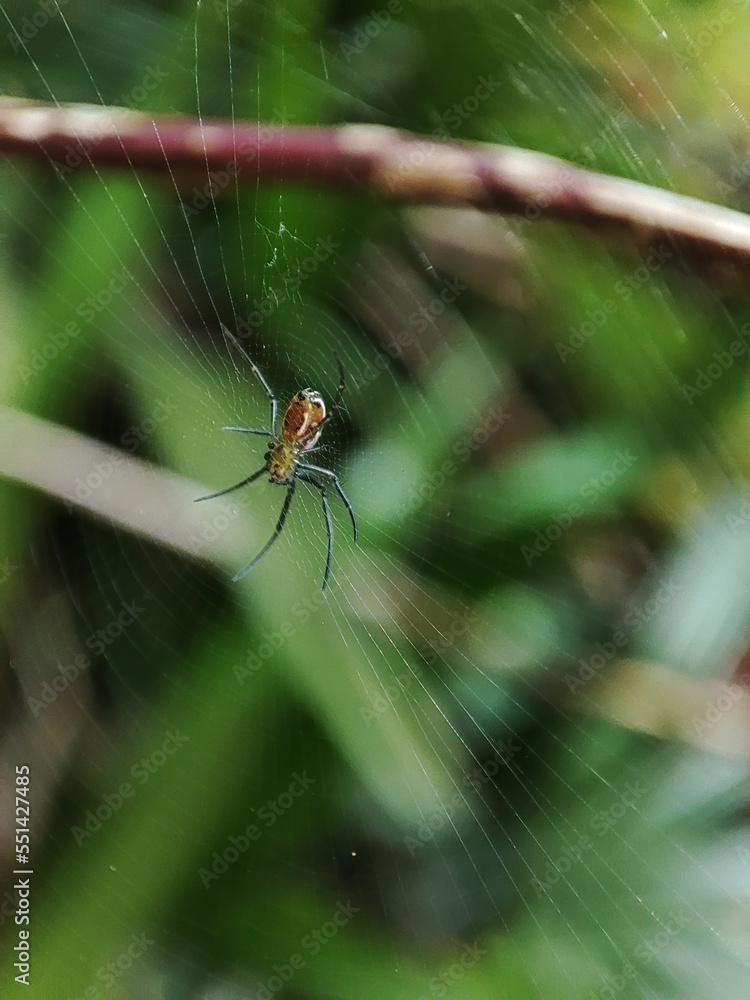 A little spider walking among the webs on a blurred background. A little spider walking among the webs on a blurred background.