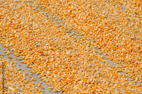 corn kernels drying on cement floor to wait for processing