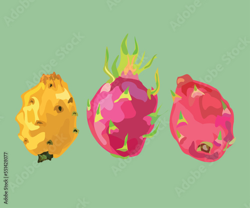 peruvian dragon fruit vector illustration