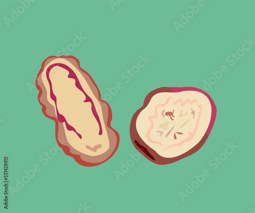 inside peruvian oca vector illustration