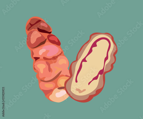 red peruvian oca vector art