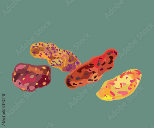 different types of peruvian oca vector illustration art