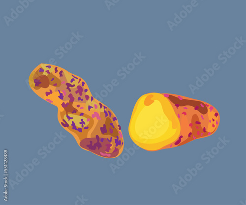 purple peruvian oca illustration art