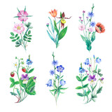 Bouquets of wild field and meadow plants. Watercolor botanical illustrations for invitations, greeting cards and design.