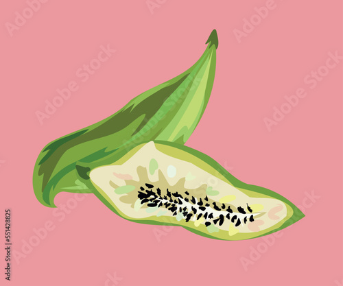 slipper gourd vector art