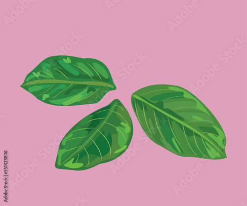 peruvian medicinal plant cat's claw vector illustration
