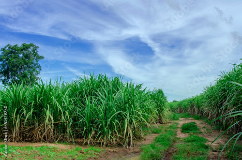 the sugar cane fields are lush with blue sky and clouds