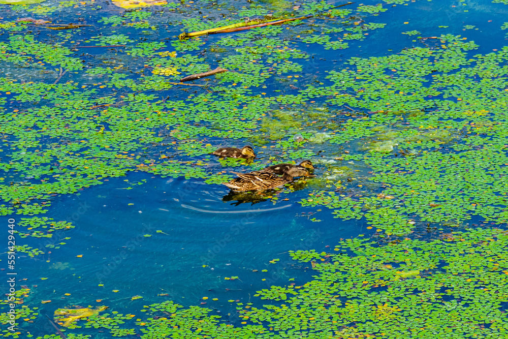 Grey duck with her ducklings swimming in a river Grey duck with her ducklings swimming in a river