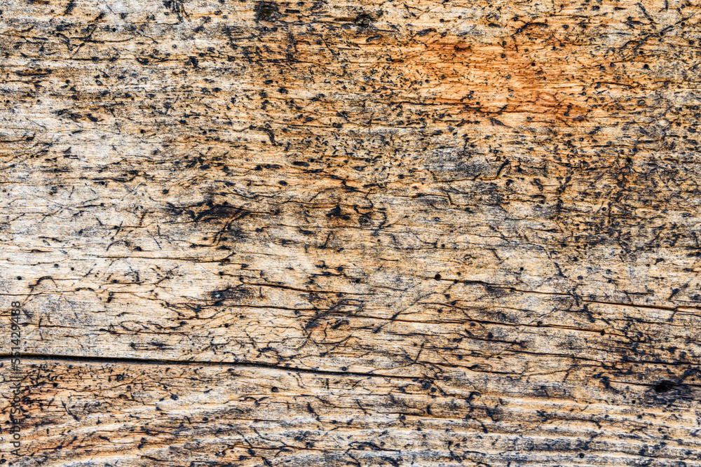 Texture of the log damaged by wood pests. Wooden pattern for background Texture of the log damaged by wood pests. Wooden pattern for background