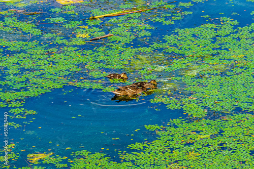 Fototapeta Naklejka Na Ścianę i Meble -  Grey duck with her ducklings swimming in a river