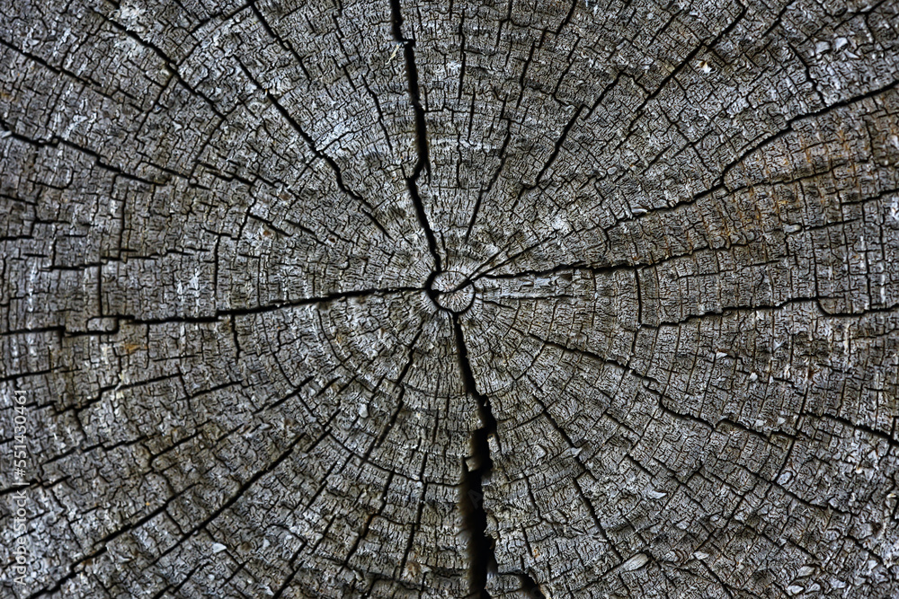 Fototapeta premium background texture old tree rings log round
