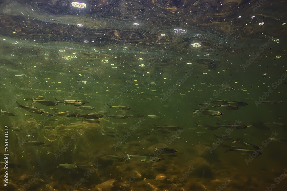 Fototapeta premium sun rays under water landscape, seascape fresh water river diving