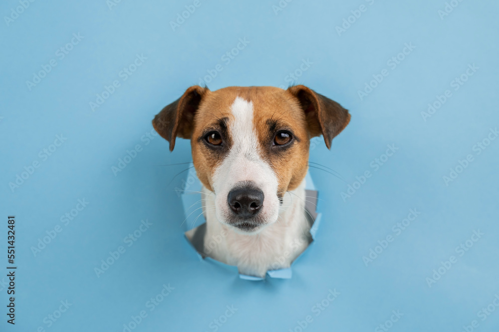 Funny dog muzzle from a hole in a paper blue background. Copy space. 