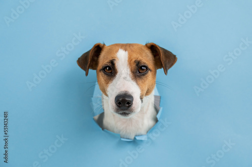 Funny dog muzzle from a hole in a paper blue background. Copy space.  © Михаил Решетников