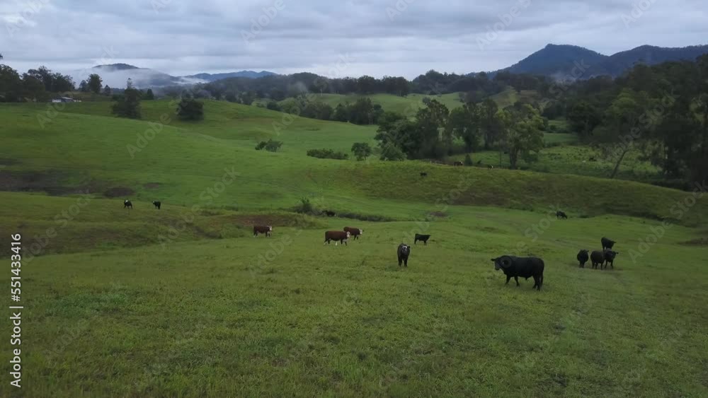 Grazing cows in green fields on cloudy day, Nambucca Valley in New South Wales, Australia. Aerial forward low altitude Grazing cows in green fields on cloudy day, Nambucca Valley in New South Wales, Australia. Aerial forward low altitude